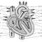 La fibrillazione atriale, l'aritmia cardiaca più frequente: cura e prevenzione delle complicanze