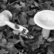 Intossicazione da funghi: come riconoscerla e cosa fare