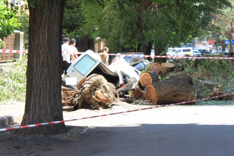 Quartiere Cogne, due alberi cadono sui veicoli in sosta