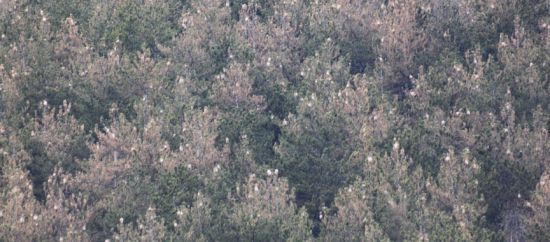 Legambiente ai sindaci della Valle d'Aosta: contro la processionaria usare anche gli aerei