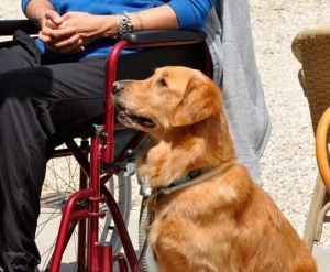 Pet therapy, la Valle d'Aosta recepisce le Linee guida nazionali