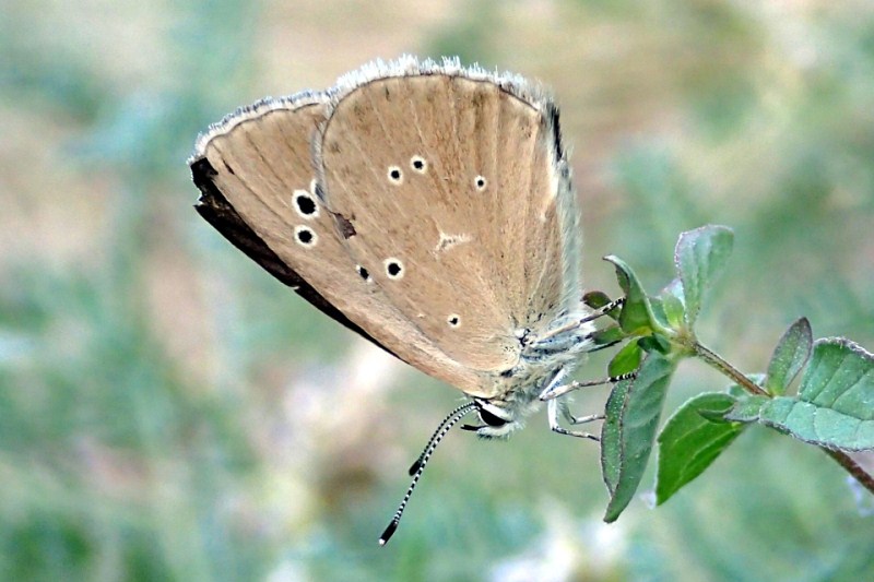 Polyommatus humedasae (foto Lovevda.it)