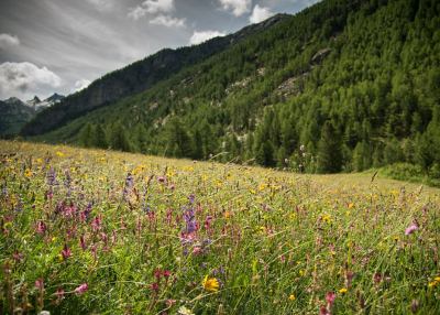 Quattro agricoltori della Valle d'Aosta partecipano al concorso internazionale Prairies fleuries