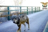 Lupo in Valle d'Aosta, Carrel: stiamo elaborando un protocollo di gestione