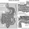 Gastroenteriti infettive: le cause, i sintomi, la cura e la prevenzione